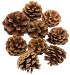 Dennenappels