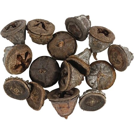 Eucalyptuskegels