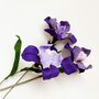 Bloom Box Iris